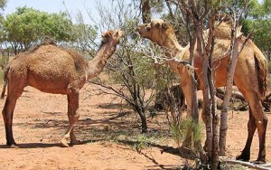 what-do-camels-eat